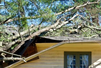 Fallen Tree Damage Restoration by Jersey Pro Restoration LLC